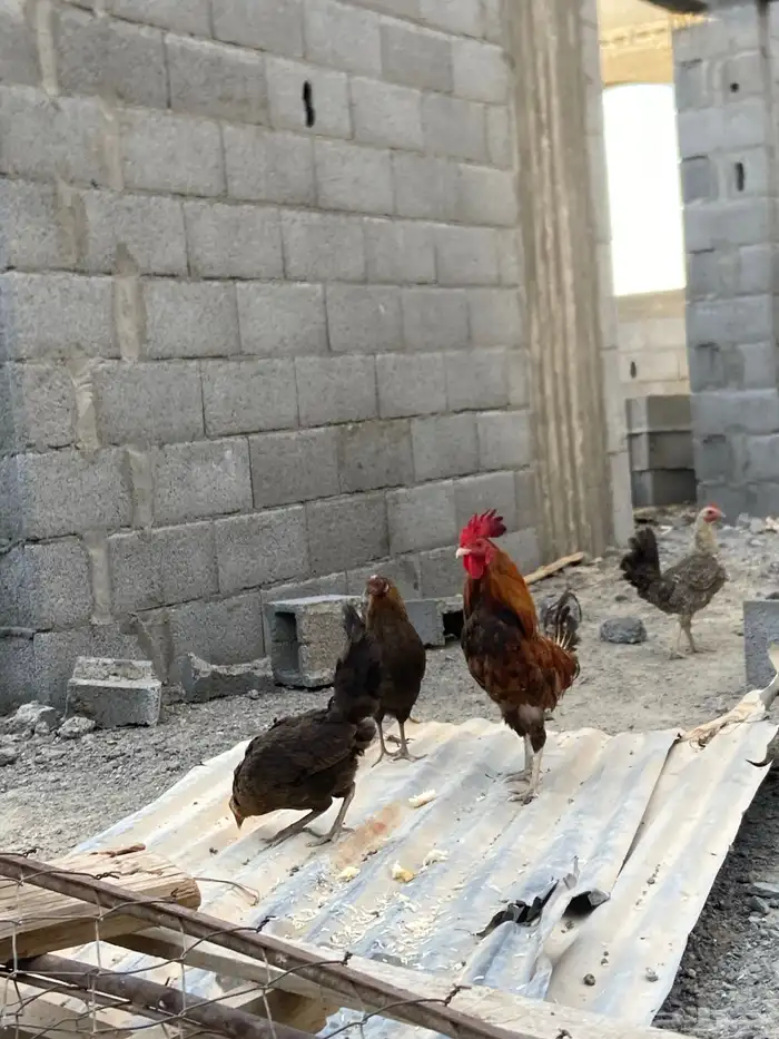 دجاج ديك 1