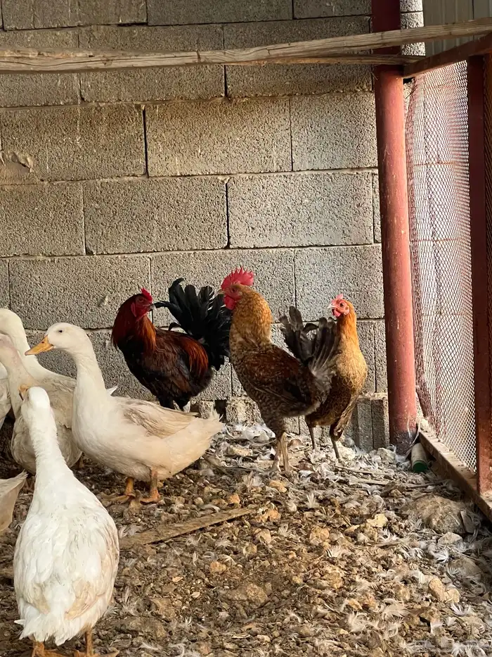 بط بكيني للبيع 4