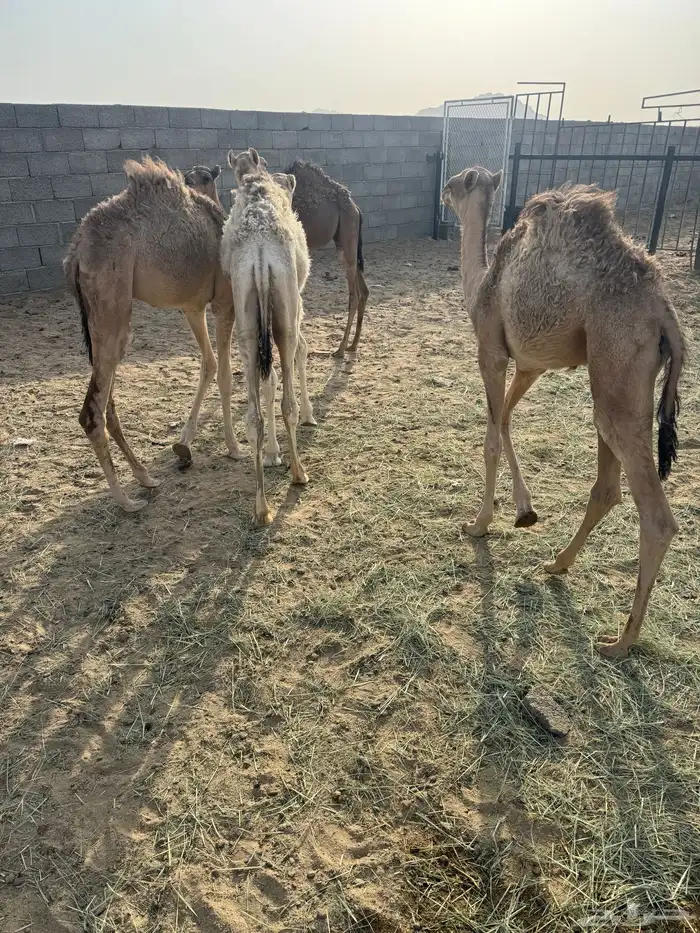 4حشوان تربيه في بيشه 1