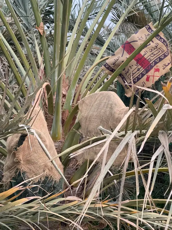 عجوا عدد 65 نخله تقريبا في محافظة وادي الفرع 1