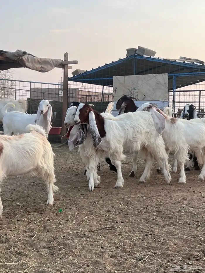 مراح جذعات مشاريك بفحلها للبيع 7