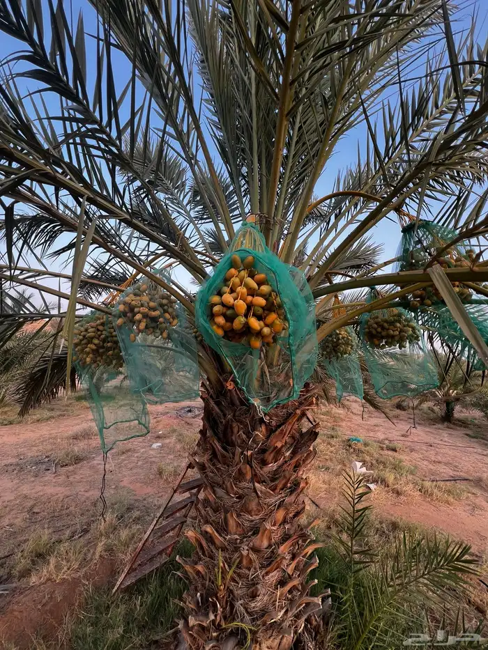 نخل جثايث نقايل 1