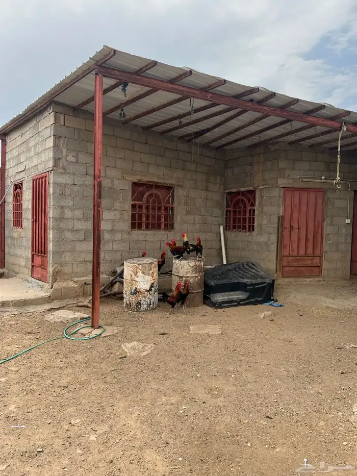 ديوك بلدي اصيل من إنتاجي 5