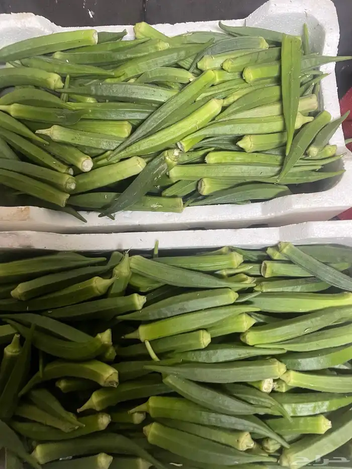 باميه حجم كبير وفيه حجم صغير على الطلب 1