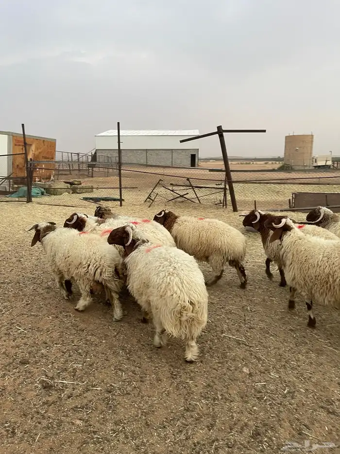 خرفان نعيم فاخره 4