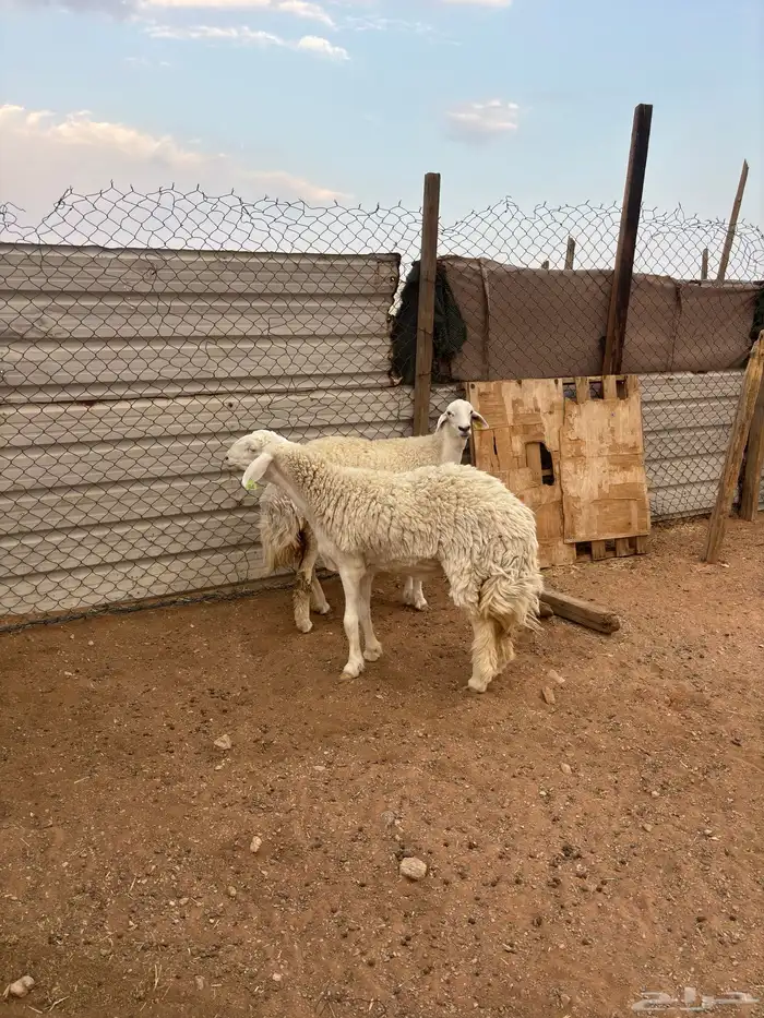 رخال نوادر دفيع 7