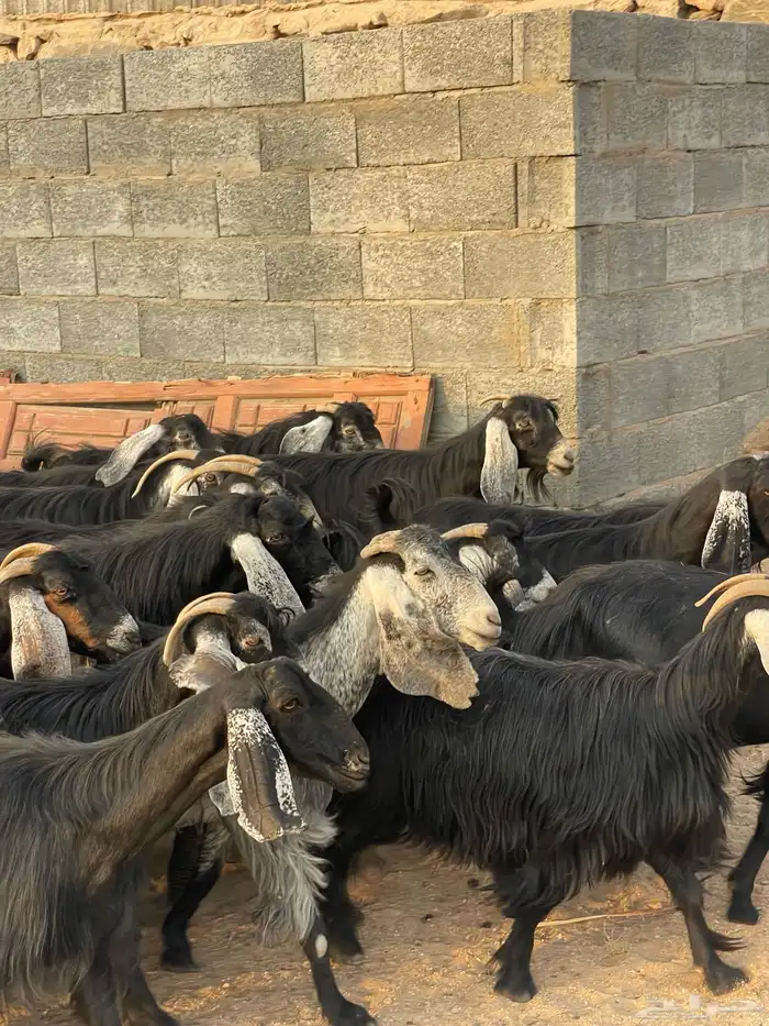 معزا عوارض دفيع بفحلها عدد 30 4