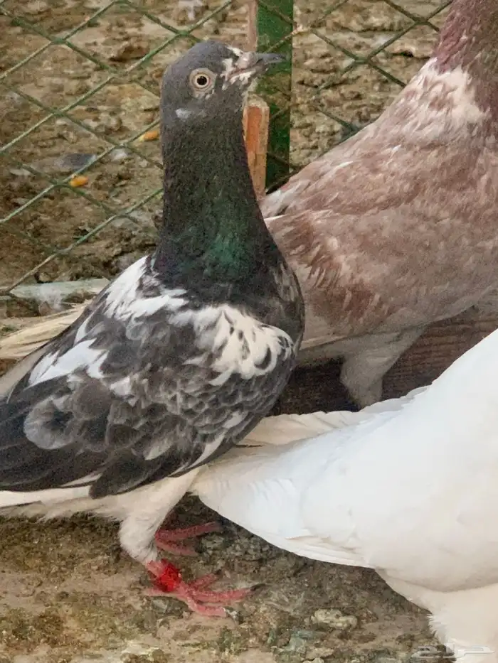حمام كنق ولاحم وزاجل للبيع 6