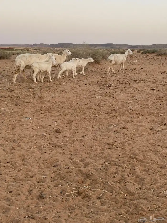 شياه رغايث عيالها كبار 3