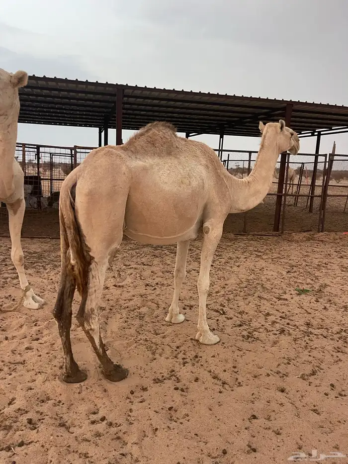 للبيع ناقه خفوت 0