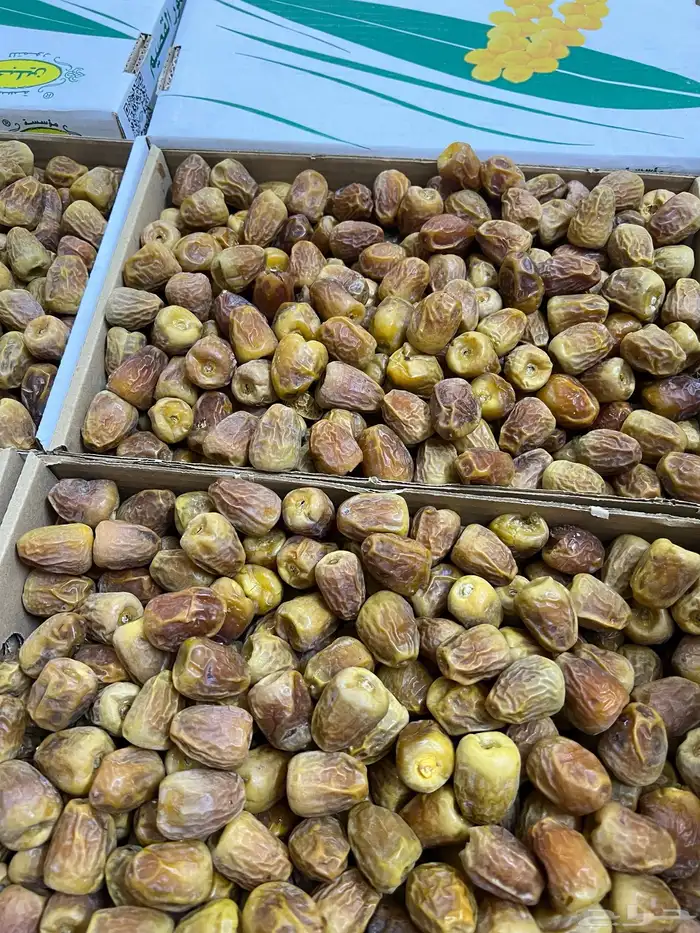 تمر سكري خراف مزرعة بريدة 1447ه 1