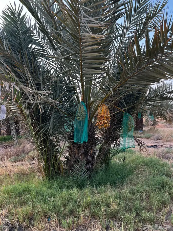 نخل جثايث نقايل 6