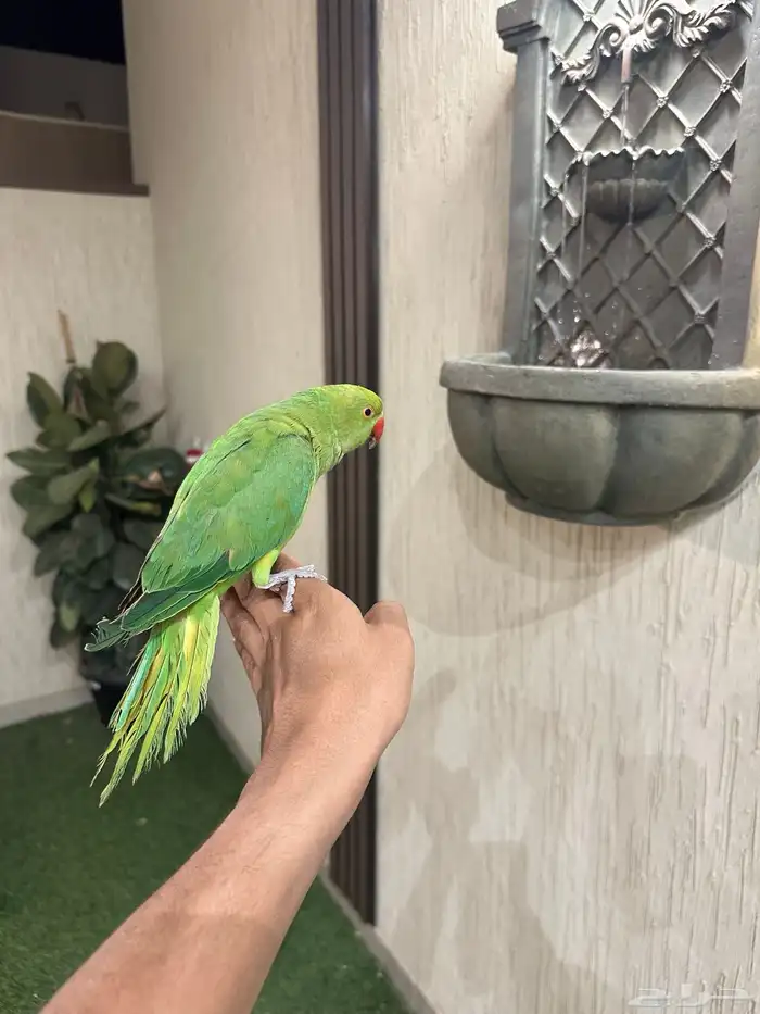 دره هندي اليف 0