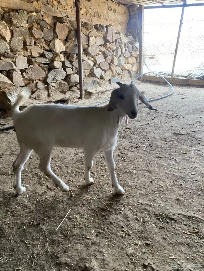 جفره برصاء 2