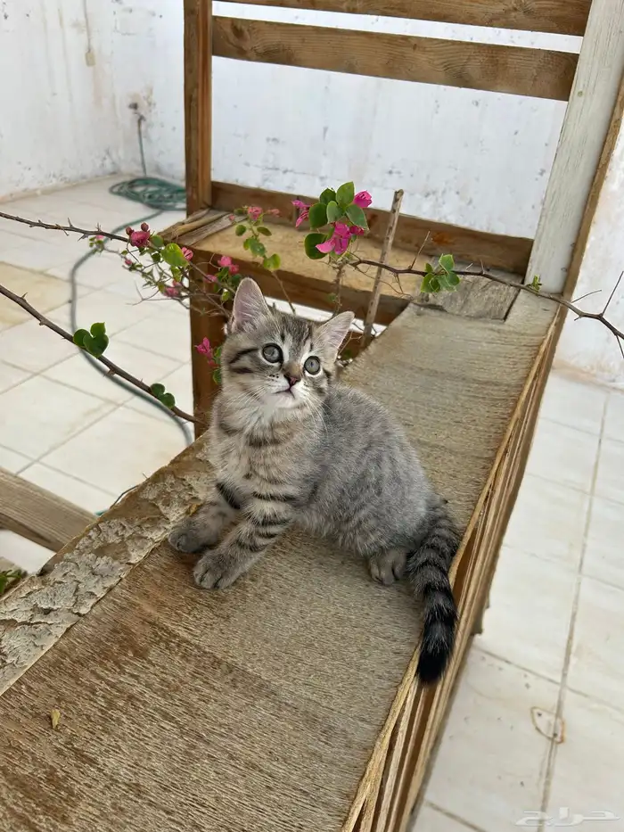 قطط سكوتش ستريت انتاج فاخر 10