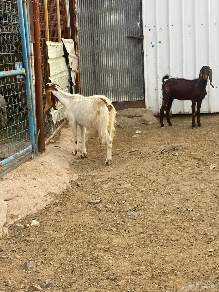 جفرات للبيع 2