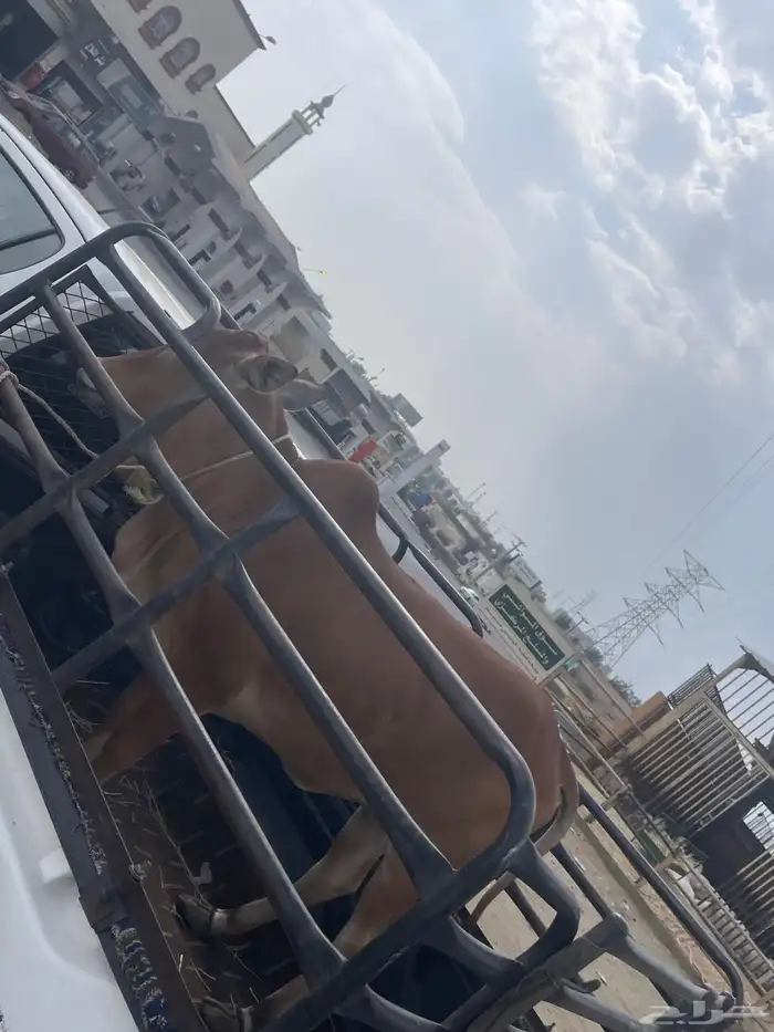 حسيله لبنيه 1