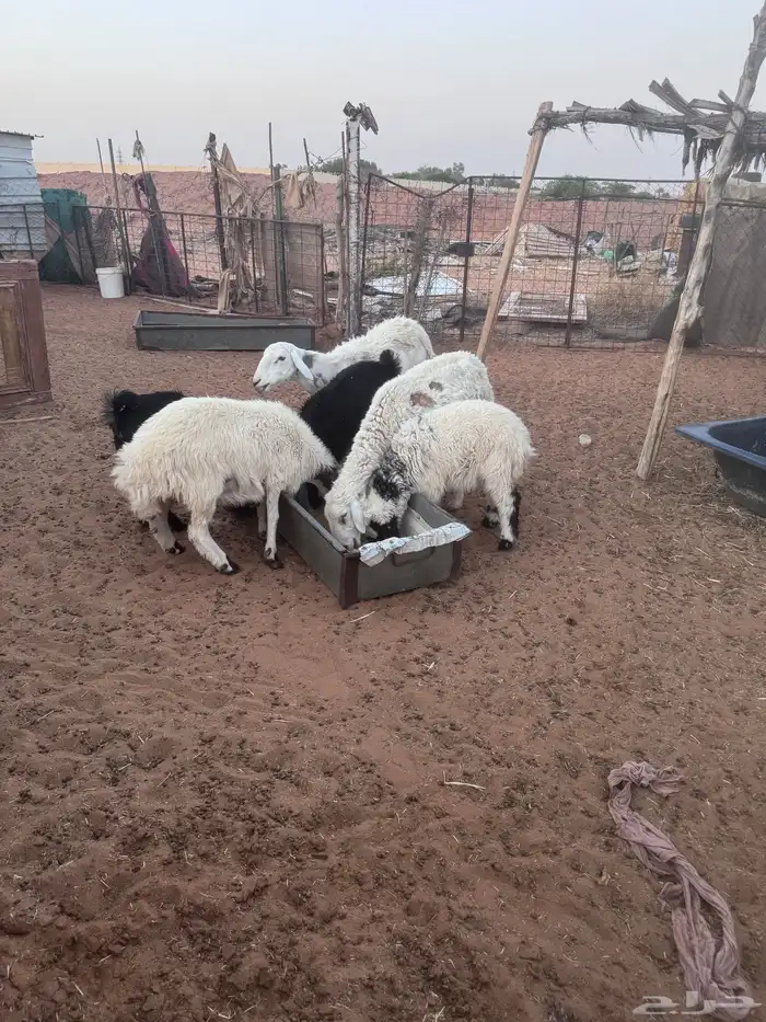 شاه تامه حايل شعرها طايح ثم رجع ظهره وسط 2