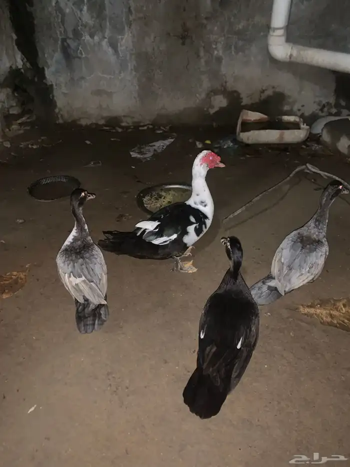 بط بلدي 1