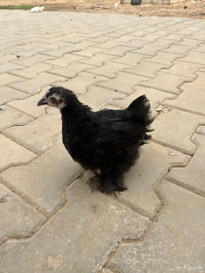 فروخ دجاج كوشن 1
