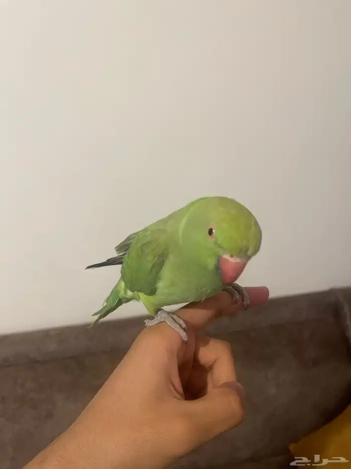 ببغاء 1