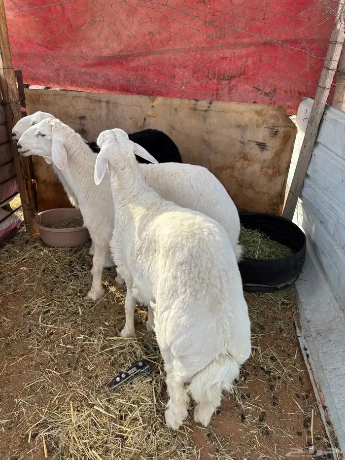 طليان حريه طيبه 2