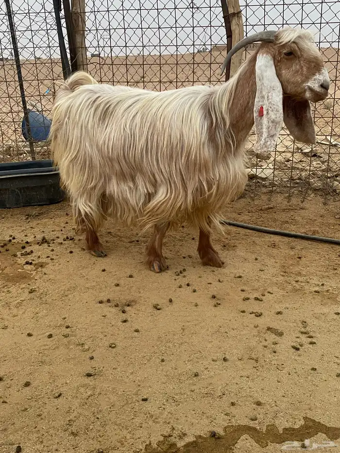 للبيع عنز عارضيه مع بنتها والعنز دافع شرط 3