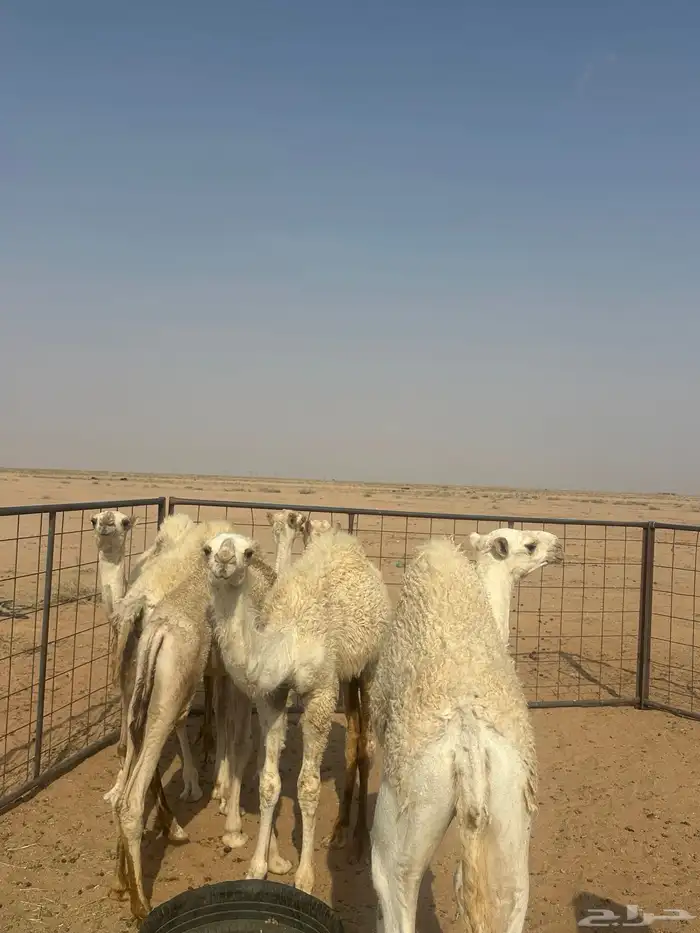 قعدان حشو طيبه بالحيل للبيع 6