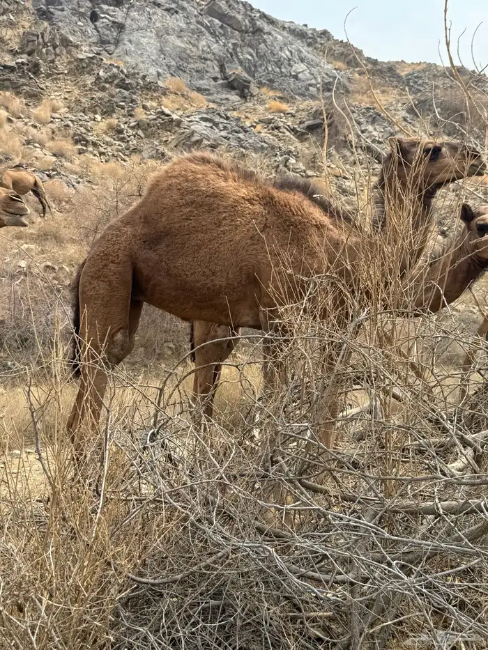 بكار لباني نظيف 1