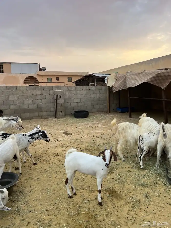 معزة مشروك 6