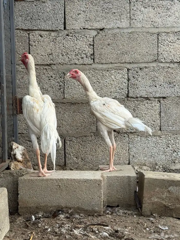 دجاج سنود بيور 11