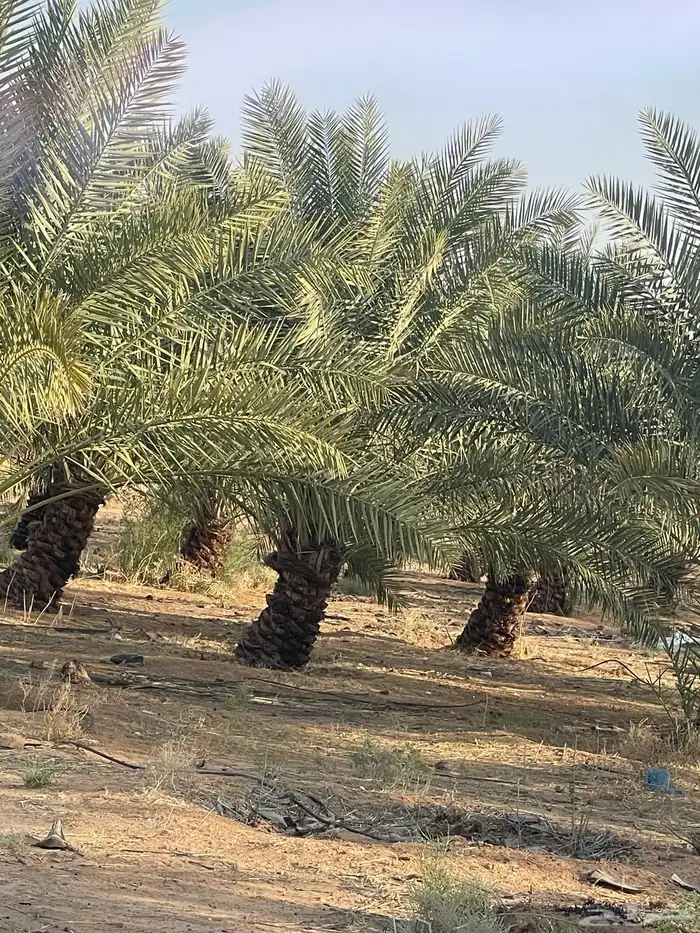 نخل للبيع 1