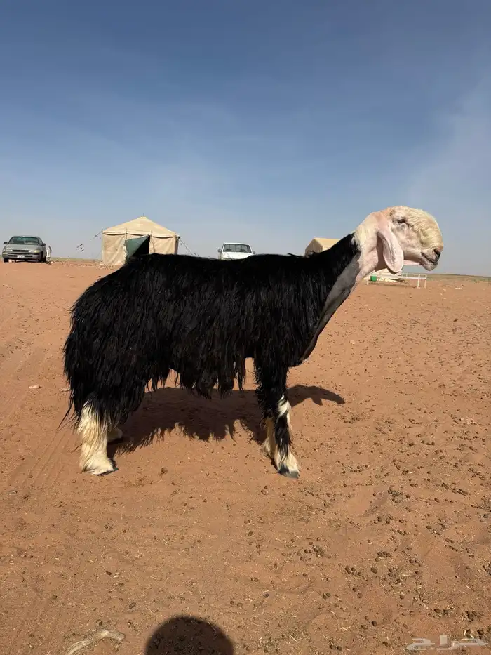 فحل نجدي مشروط 0