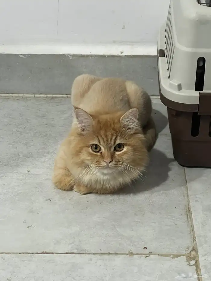 قط قطة للتبني 1