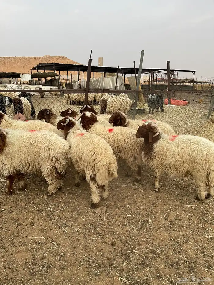 خرفان نعيم فاخره 2