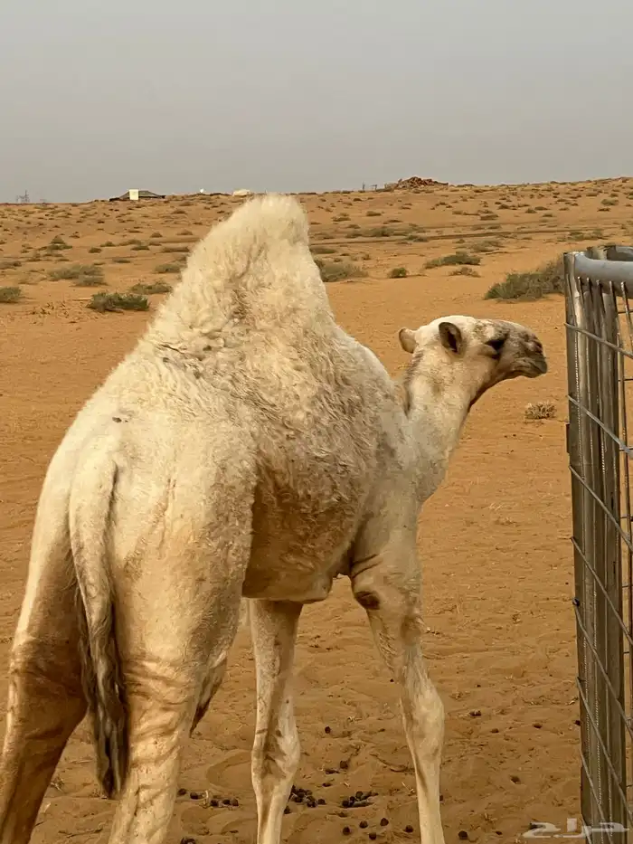 بكره وضحى 0