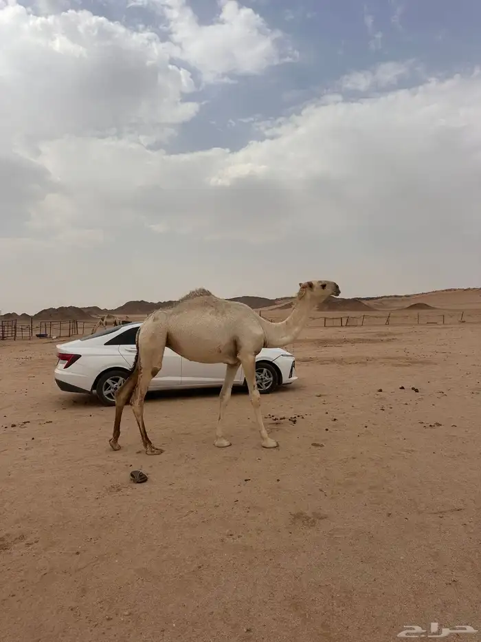 بكره عقابيه 0