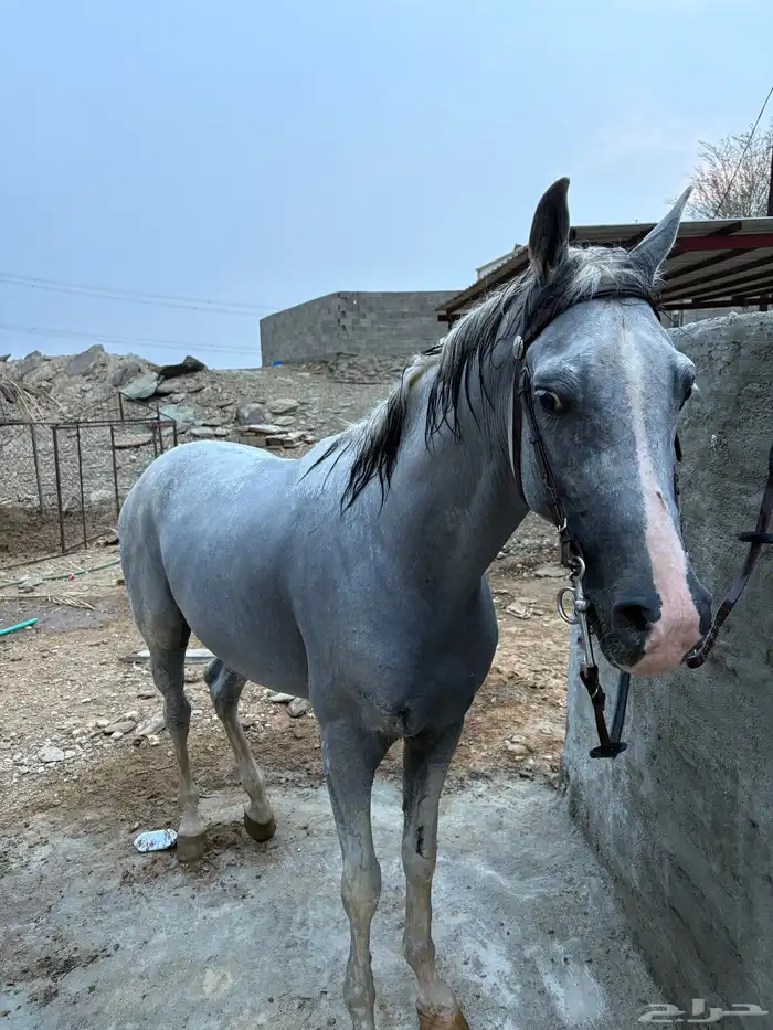 حصان شعبي 2