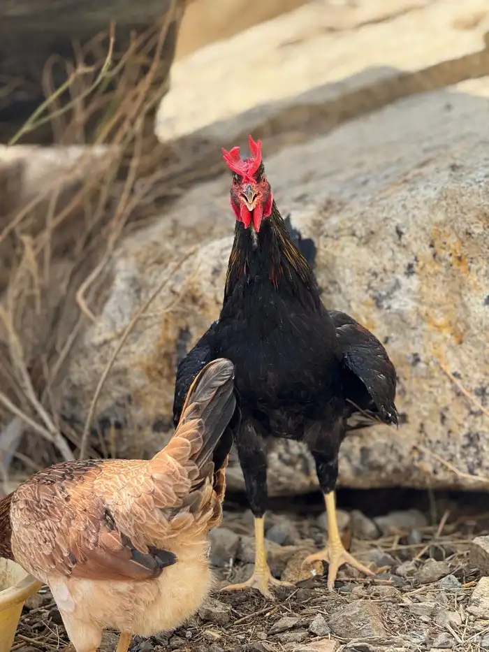 ديك عربي أكحل أفرق مقبع 2