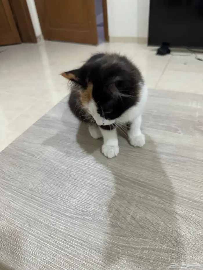 قطة انثى للتبني 2