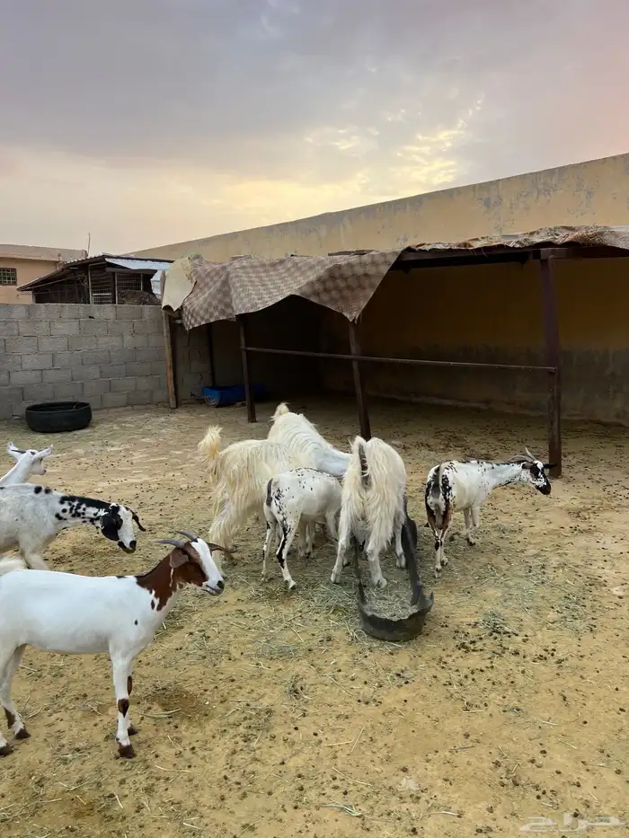 معزة مشروك 3