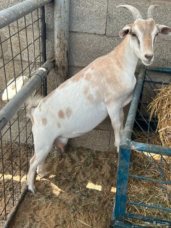 عنز قزميه دافع 0