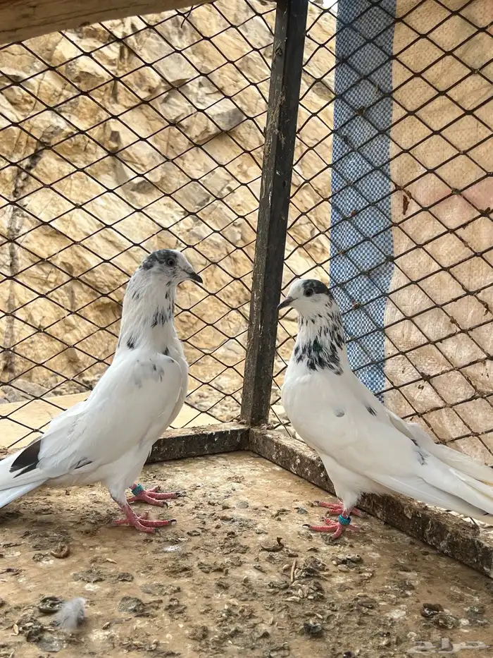 للبيع حمام باكستاني 6