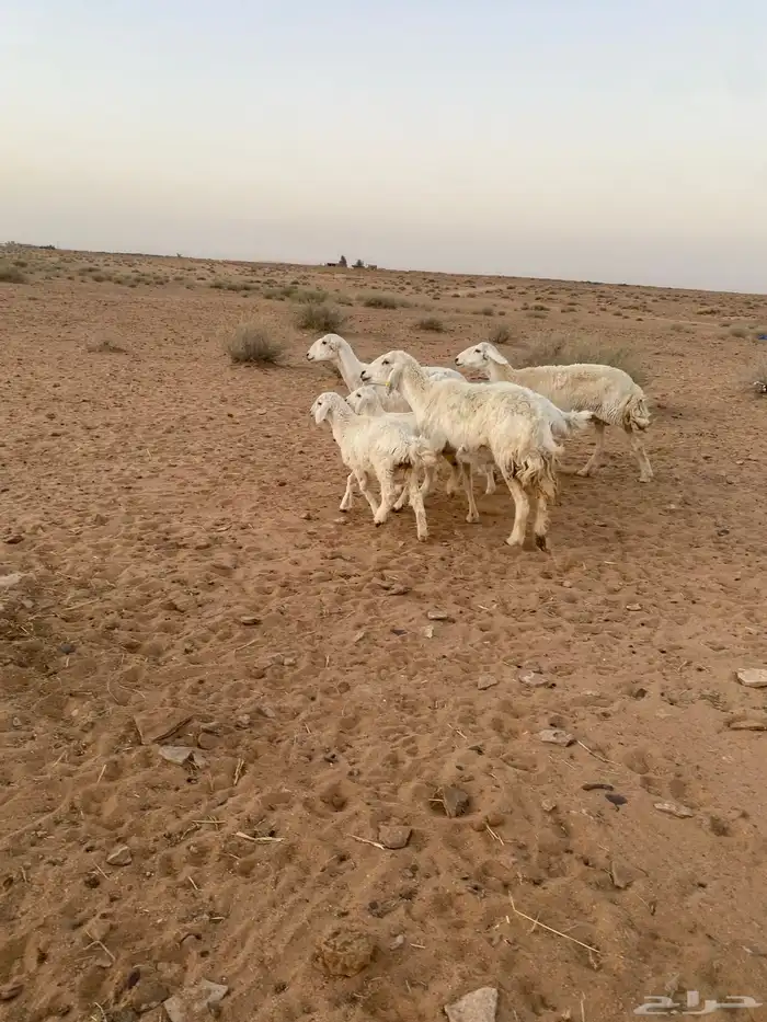 شياه رغايث عيالها كبار 5