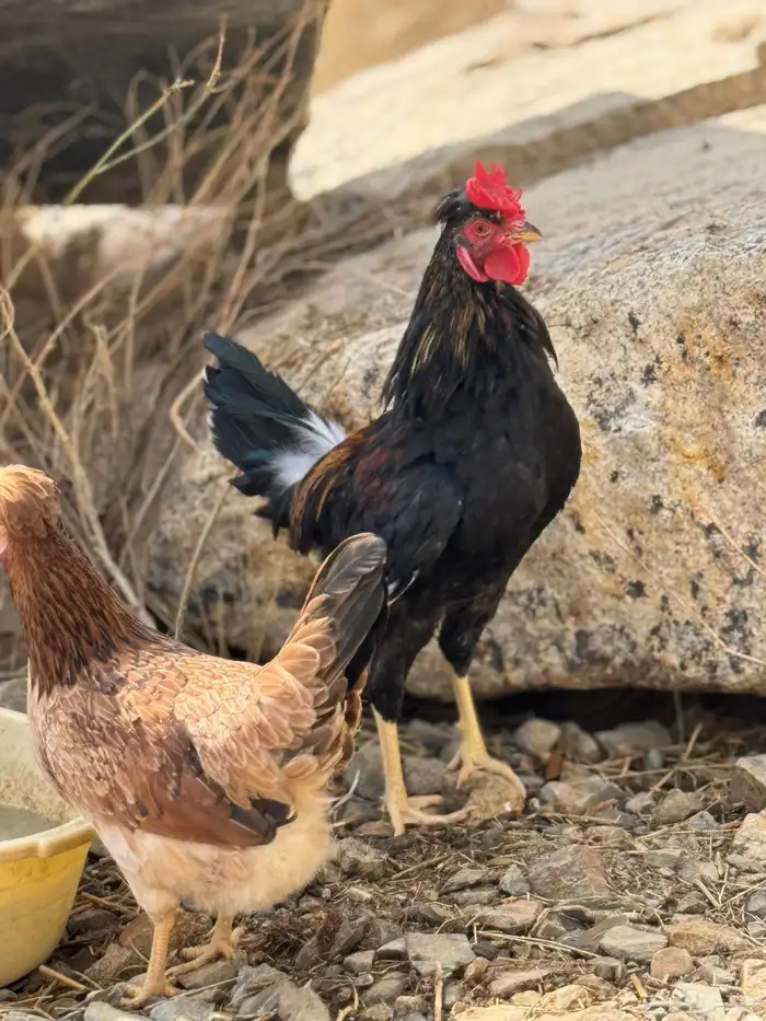 ديك عربي أكحل أفرق مقبع 0