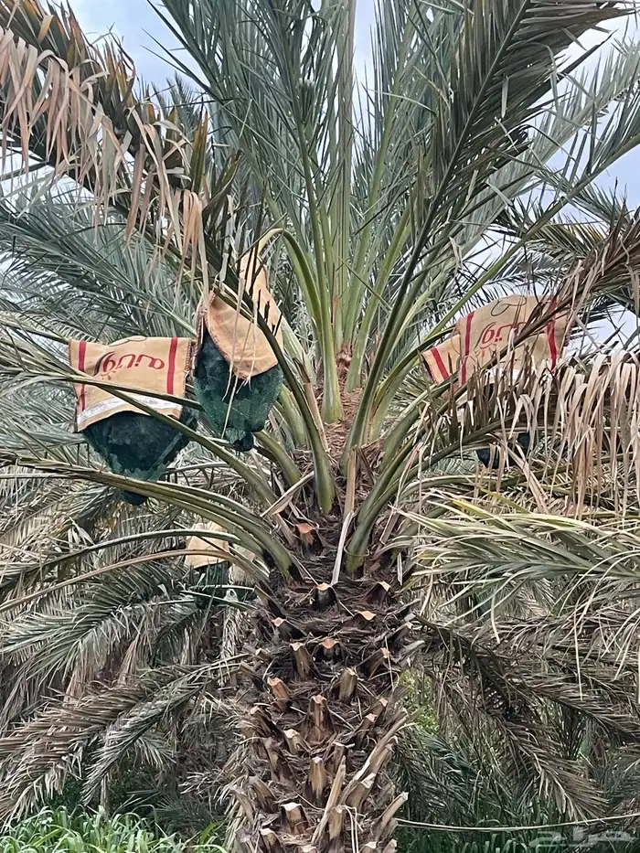 عجوا عدد 65 نخله تقريبا في محافظة وادي الفرع 3