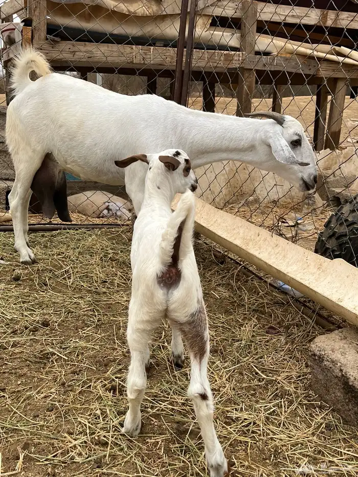 نعرض لكم عنز عفرا تابعها جفره 8