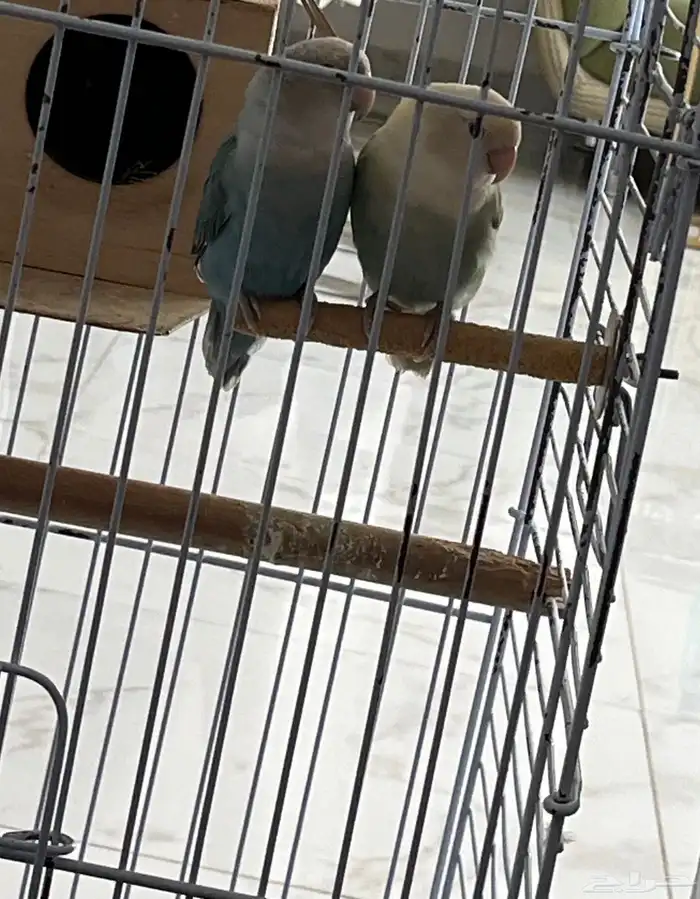جوز روز 1