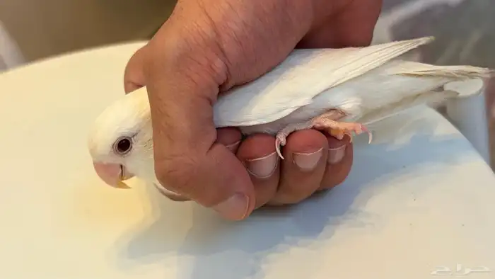جوز ببغاء روز 1