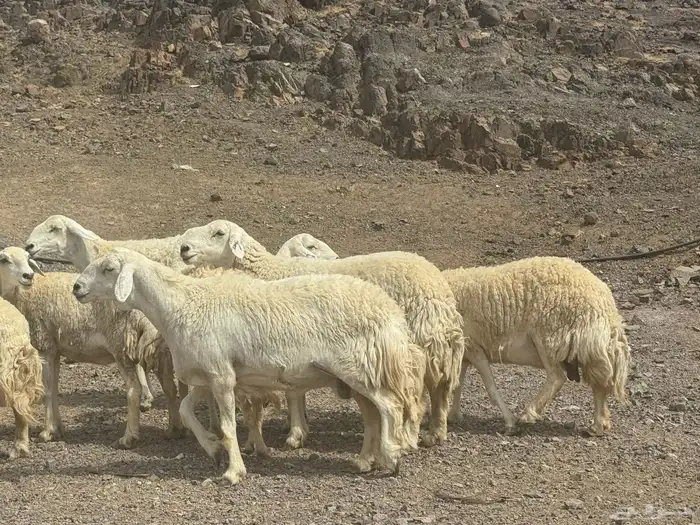 الحرش المراح الفاخر غنم الصنف 3